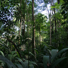 Tortuguero