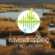 Eavesdropping on Wetland Birds