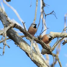 Black-throated finch
