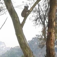 Hills-Hornsby Koala Project