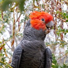 ACT Gov Bioacoustic Monitoring
