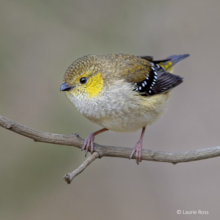 Bioacoustic detection of Tasmania’s Threatened Species