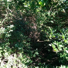 Site 1