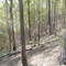Gympie NP