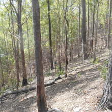 Gympie NP