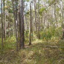 Woondum NP