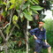 ID10 MUSBAR11B