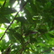 ID17 YAVBAR44