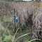 Gartsides Swamp