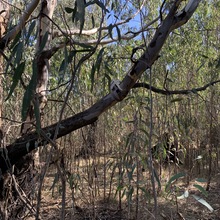 Gemmill Swamp 1 - FL03