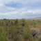 TAS - Cape Barren Island - FL03