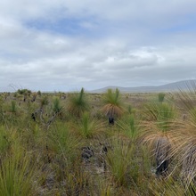 TAS - Cape Barren Island - FL03